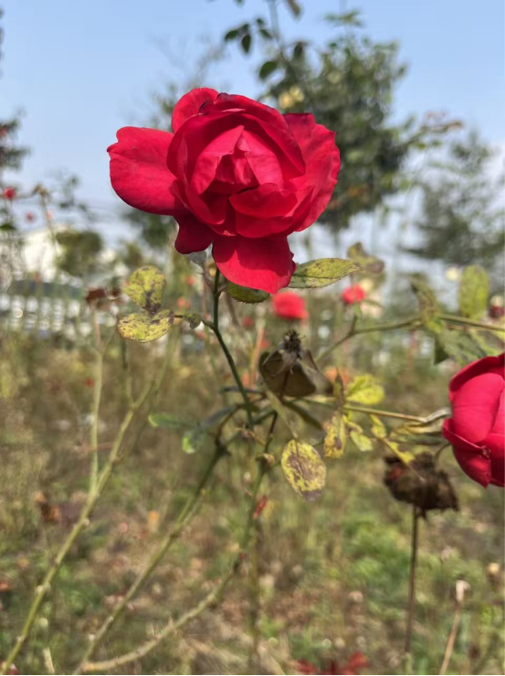 1773885714998039759.png 1.png